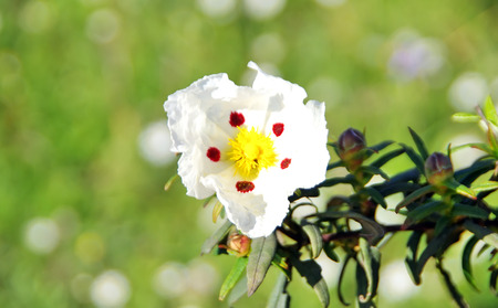 single white flower in spring Rockroseの写真素材