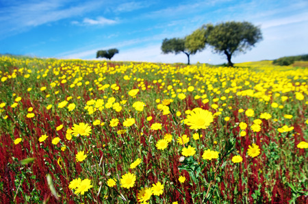flowery field on spring at Portugalの写真素材