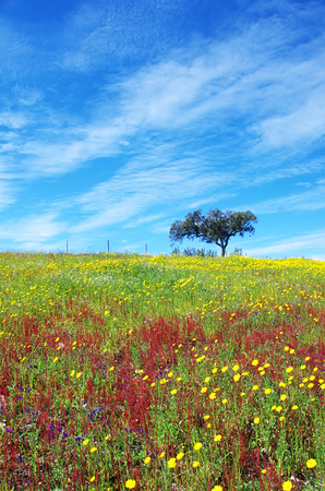 tree in flowery field on spring.の写真素材