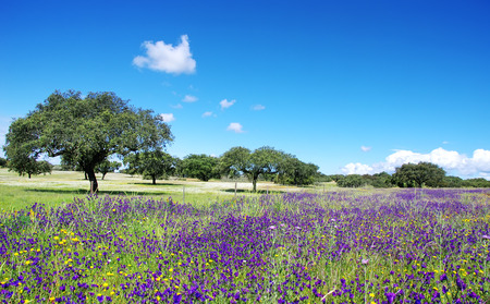 field of alentejo region at springtime, Portugalの写真素材