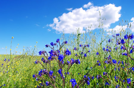 field with wild blue  flowers, Portugalの写真素材