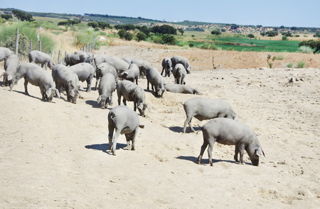 Iberian pigs in farm at Portugalの写真素材