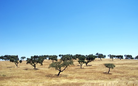 mediterranean landscape, oak treesの写真素材