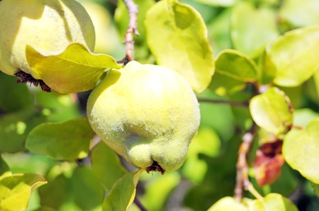 ripe quinces on branchの写真素材