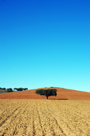 plowed field at south of Portugalの写真素材
