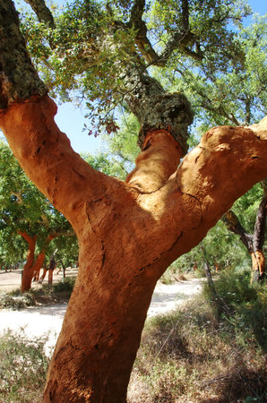 stripped trunk of oak tree at Portugal