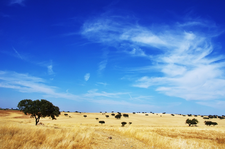 landscape. Alentejo region, south of Portugalの写真素材