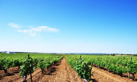 Vineyard at south of  Portugal, Alentejo regionの写真素材