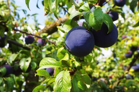 ripe plums on branch in orchardの写真素材