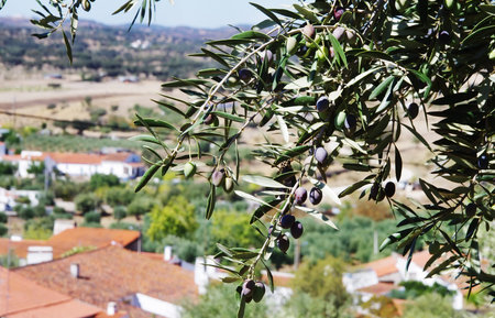olive branches against old village at Portugal