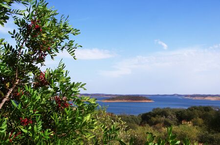 red holly berry near Alqueva lake, southern Portugalの写真素材