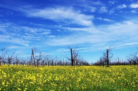 winter vineyard at south of Portugalの写真素材