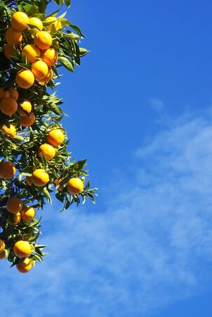 oranges hanging on branches, blue skyの写真素材