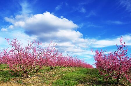 field of pink peaches tree, south of Portugalの写真素材