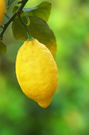 yellow lemon hanging on branchの写真素材