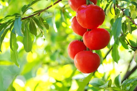 bunch of red tomatoes fruit on branchesの写真素材
