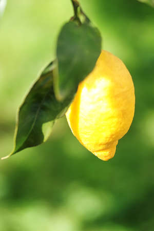 one yellow lemon hanging on branchの写真素材