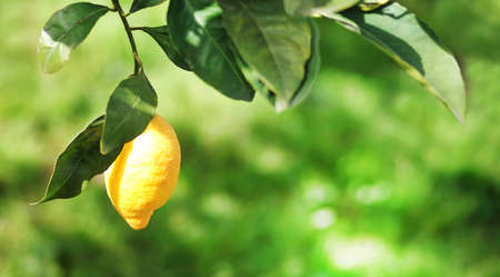 one yellow lemon hanging on branchの写真素材