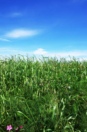 Oat field on a background of blue sky and white cloudsの写真素材