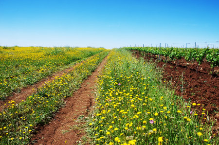 Wild flower meadow against sky, alentejo region, portugalの写真素材