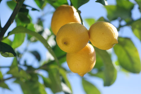 Lemons on the lemon tree in the garden with blue skyの写真素材