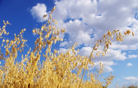 Golden oat field with blue sky and white clouds in the backgroundの写真素材