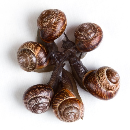 group of snails on white backgroundの写真素材
