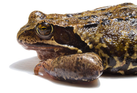 frog on white background
