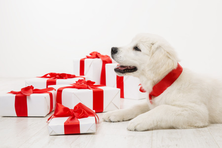 New Year Dog, White Retriever Puppy and Christmas Present Gift Boxes, Holiday Animal Pet with Red Ribbonの写真素材