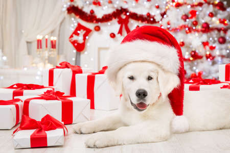 Christmas Dog in Santa Hat with Gift Boxes. Funny White Retriever Puppy in front of Shining Fireplace and Xmas Tree Lights.  Pet Presents for New Year Holidayの写真素材