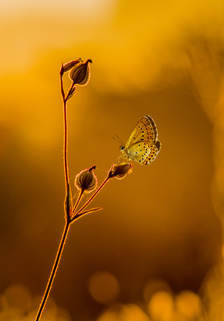 Butterflyの写真素材