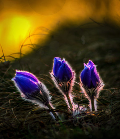 Pasque flower