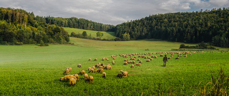 shepherdの写真素材