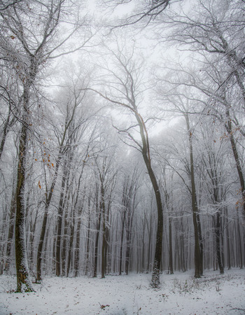 Winter in the woodsの写真素材