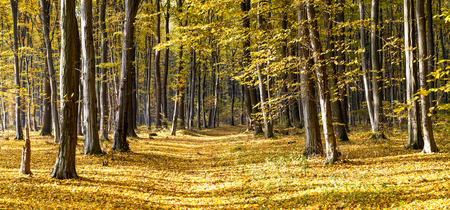 Autumn in the woodsの写真素材
