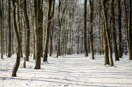 Winter in the woods