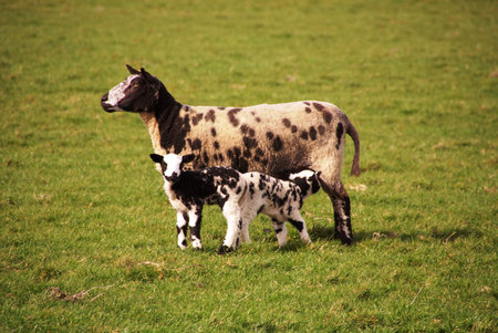 a sheep with her black and white lambs