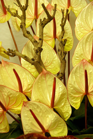 light green anthurium flowers