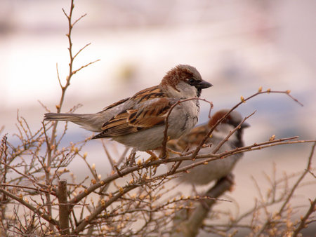 House sparrows sitting at a bunch
