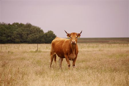 Blonde d'aquitaine cow in a rough grazingの写真素材