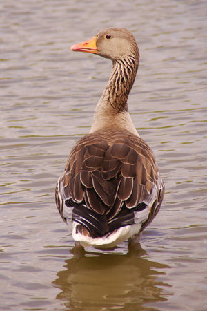 A greyleg goose standing in the waterの写真素材