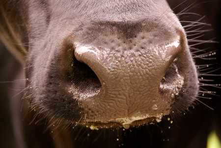 The nose of a cowの写真素材
