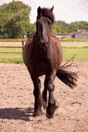 A trotting Frisian horseの写真素材