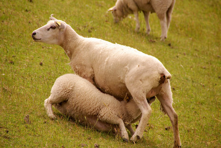 A sheep with two grown-ups at the dikeの写真素材