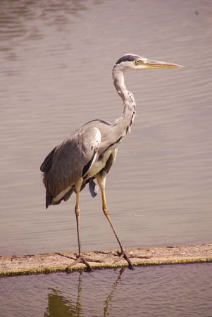 a grey heron at the watersideの写真素材