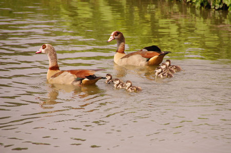 Egyptian geese with young onesの写真素材