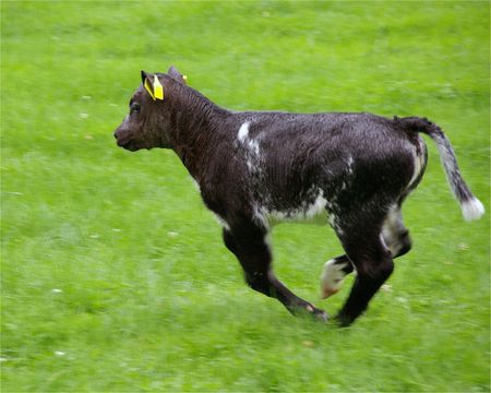 A running black calfの写真素材