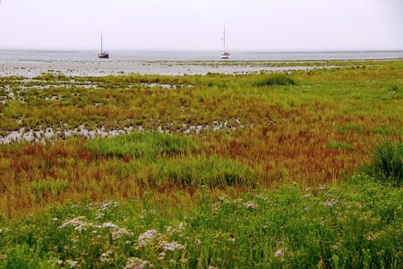 Vegetated mud flats at the coast of aFrisian Island, the Netherlandsの写真素材