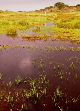 The vegetated mutflats of Schiermonnikoog, the Netherlandsの写真素材
