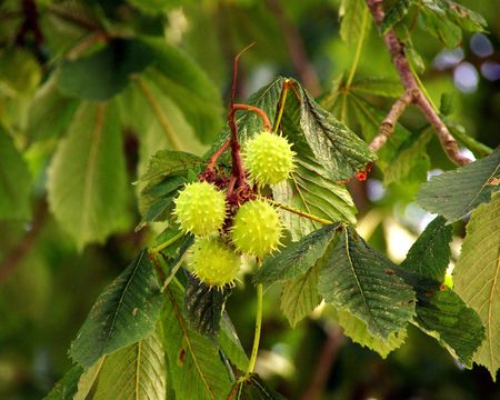 chestnuts in aq chestnut tree in summerの写真素材